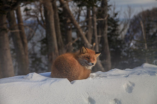 北海道雪地里的狐狸