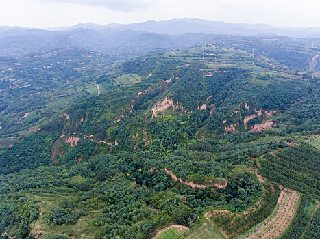 航拍河南三门峡灵宝市川口乡赵家沟村樱桃种植林