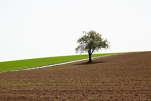 树,耕作,地点