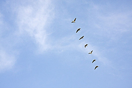 鹅,飞行,蓝色,天空,云,上方,盖奥拉迪奥,国家,公园,巴拉特普尔,拉贾斯坦邦,印度