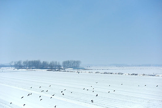 雪地上方的群鸟