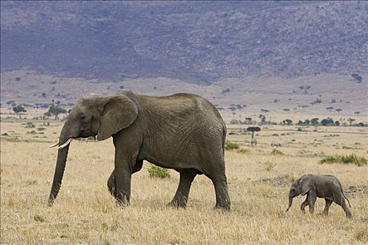 非洲象,母兽,3星期大,幼兽,马赛马拉,肯尼亚