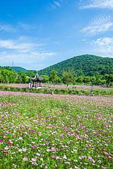 南京不老村风景