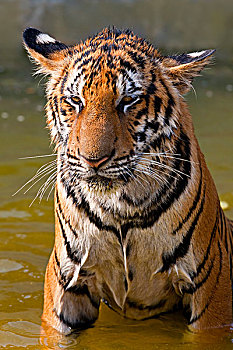幼兽,虎,11个月,老,玩,水中,印度支那老虎,泰国