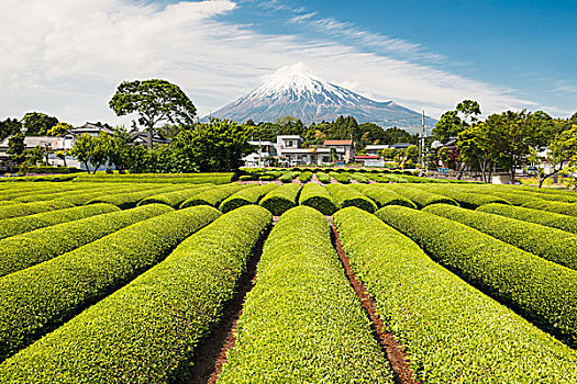 绿茶,地点,富士山