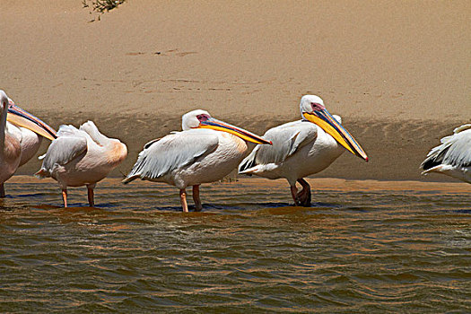 白色,鹈鹕,白鹈鹕,三明治,港口,纳米比诺克陆夫国家公园,靠近,湾,纳米比亚,非洲