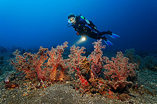 潜水,看,排,华美,软珊瑚,巴厘岛,印度尼西亚,太平洋