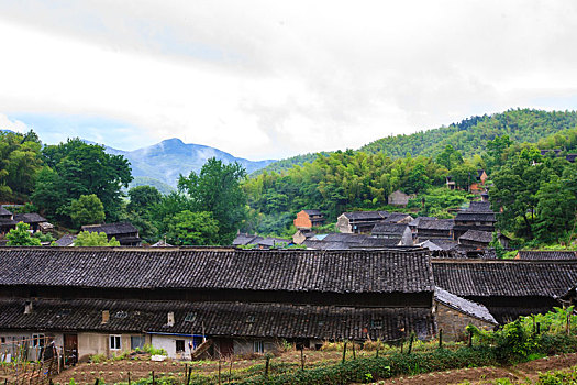 鄞州,横溪镇,横溪,吴徐,古村,山村,古树,老房子