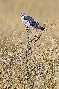 黑翼,鸢,坐,干燥,细枝,卡拉哈里沙漠,卡拉哈迪大羚羊国家公园,南非,非洲