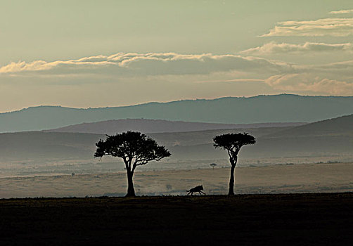 蓝角马,角马,早,黎明,马赛马拉国家保护区,肯尼亚,东非,非洲