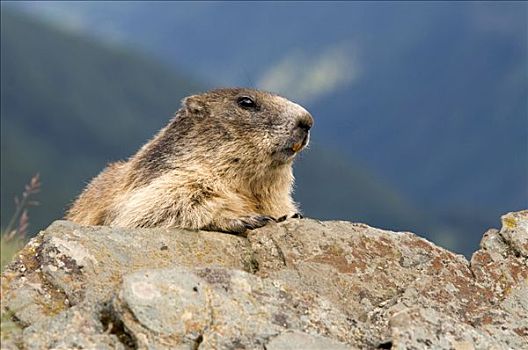 阿尔卑斯山土拨鼠,旱獭,上陶恩山国家公园,卡林西亚,奥地利,欧洲
