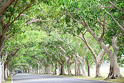 三亚湾林荫道路