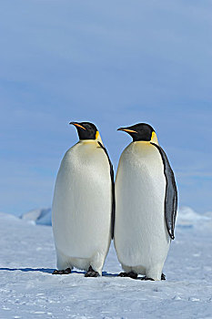 帝企鹅,雪丘岛,南极半岛,南极