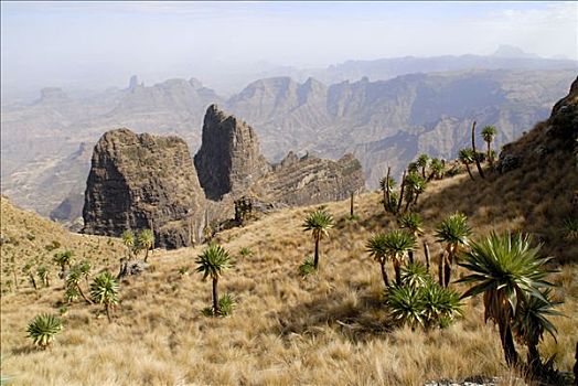 巨大,山梗莱属植物,怪诞,落基山,风景,山峦,国家公园,靠近,埃塞俄比亚