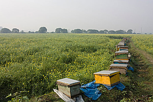 移动,采蜜,农作物,小,屋舍,工业,公司,芥末,地点,孟加拉,一月,2009年