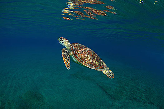 绿海龟,龟类,游泳,向上,深海,红海,阿布达巴卜,埃及,非洲