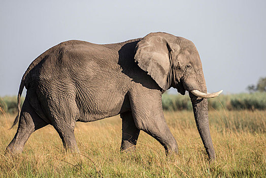非洲,灌木,大象,非洲象,国家公园,细条,纳米比亚
