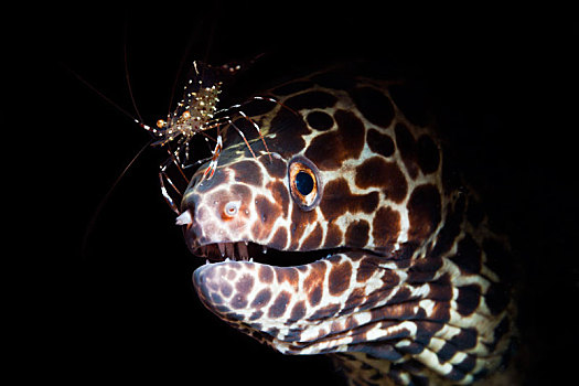 蜂窝状,海鳗,虾,裸胸鳝属,巴厘岛,印度尼西亚