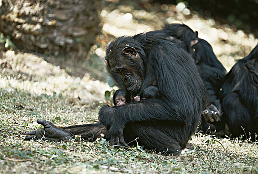 非洲,黑猩猩,相似,女儿,类人猿,大幅,尺寸