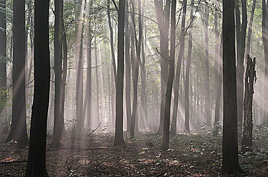雾状,落叶林,太阳光线,黎明,北莱茵威斯特伐利亚,德国,欧洲