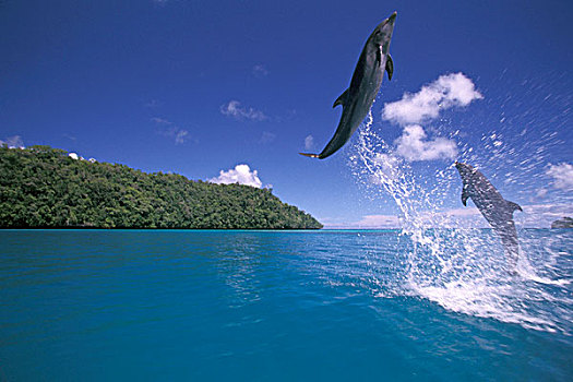 太平洋,密克罗尼西亚,帕劳,宽吻海豚,跳跃
