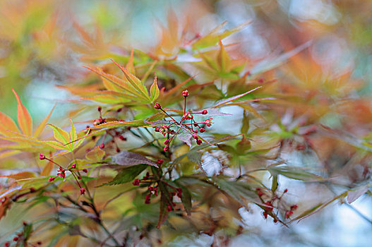 枫叶和花朵