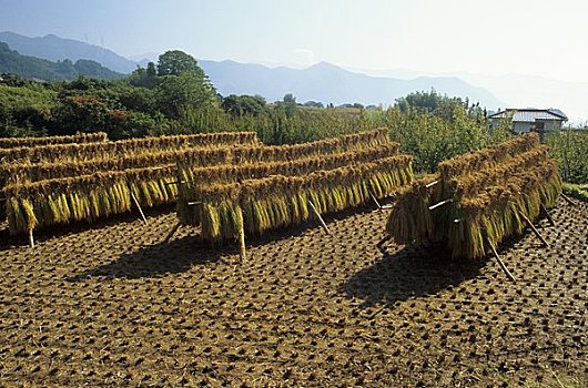 收获,稻米,日本