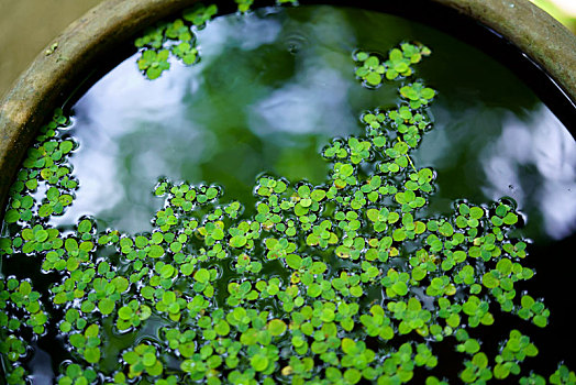 水生植物,瓶子