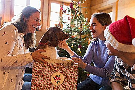 家庭,玩,狗,圣诞礼物,盒子