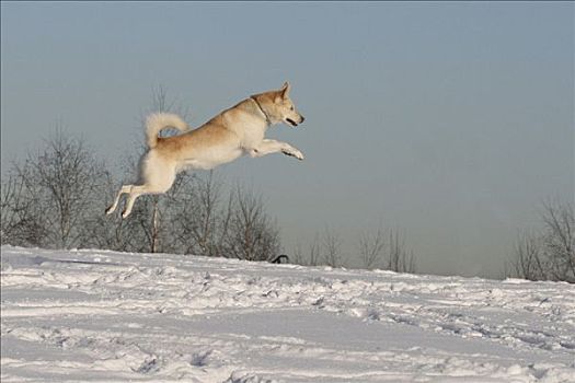 雄性,西伯利亚,哈士奇犬,5岁,跳跃