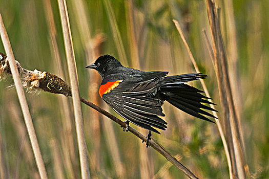 雄性,红翅黑鹂,栖息,芦苇,国家野生动植物保护区,华盛顿,美国