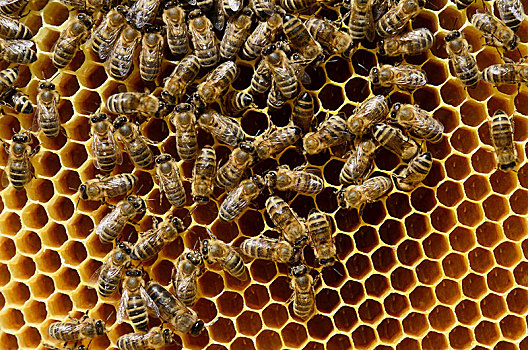蜜蜂,意大利蜂,窝,蜂巢,新鲜,蛋,蜂窝