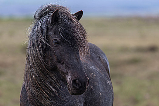 冰岛马,动物,西部,冰岛,欧洲