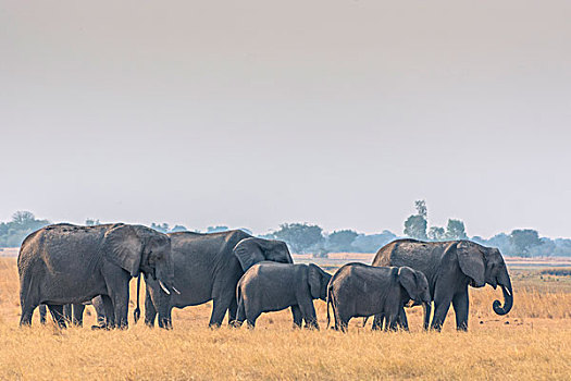 博茨瓦纳,乔贝国家公园,大象,牧群,非洲象,走,干燥,朴素,靠近,乔贝,河