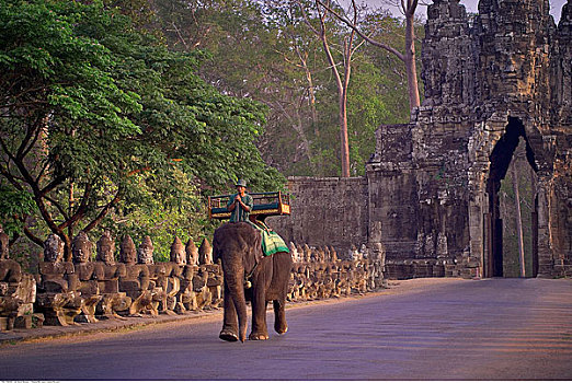 男人,骑,大象,入口,吴哥窟,柬埔寨