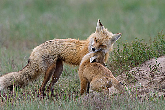 红狐,狐属,母亲,幼仔,玩
