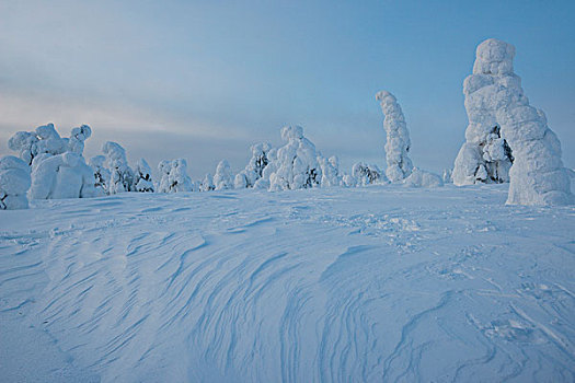 积雪,云杉,冬天,国家公园,拉普兰,芬兰,欧洲