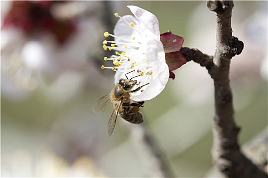 蜜蜂,花