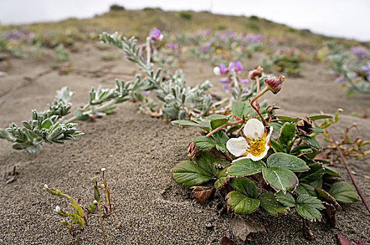 沙丘,草莓,国家野生动植物保护区,加利福尼亚