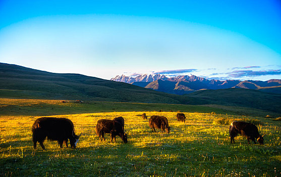 西藏昌都地区的牦牛