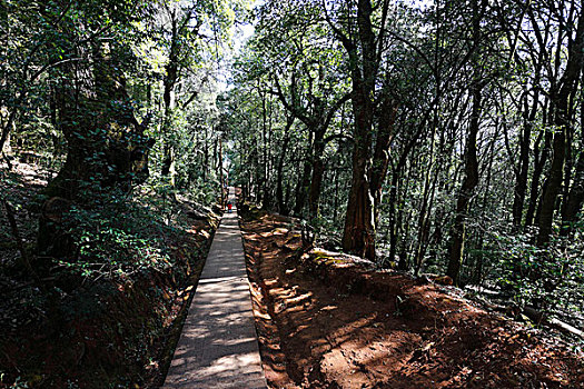 云南鸡足山,佛教名胜,森林