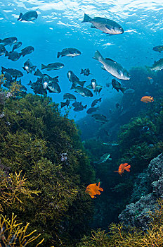 水下视角,鱼群,海藻,礁石,瓜达卢佩岛,下加利福尼亚州,墨西哥
