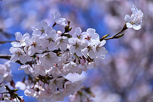 樱花烂漫