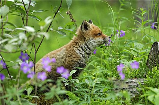 红狐,幼仔,狐属,挪威,斯堪的纳维亚,欧洲