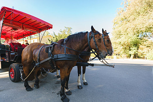 德国波茨坦无忧宫旅游景点马车