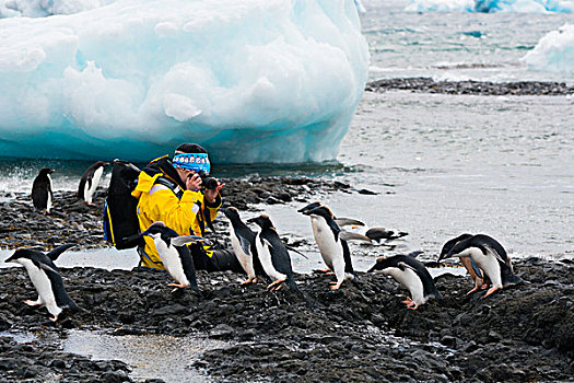 南极,布朗布拉夫,幼小,阿德利企鹅,旅游