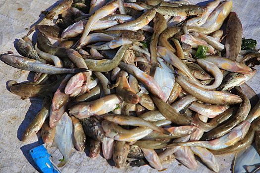 山东省日照市,实拍渔港附近的海鲜市场,新鲜实惠种类丰富让市民大呼过瘾