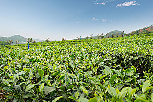 茶叶种植