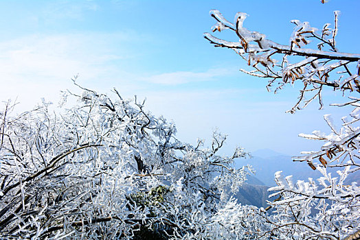 晴空下的雪松与湛蓝的天空