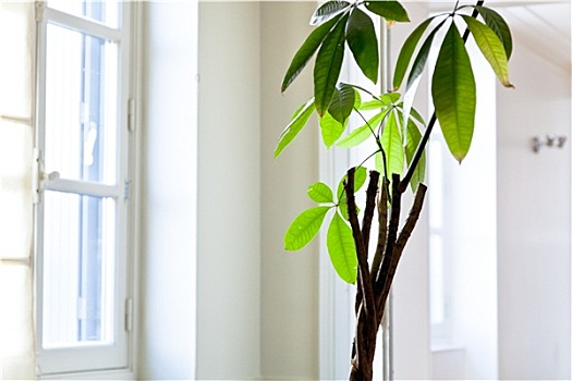 盆栽植物,白色,公寓